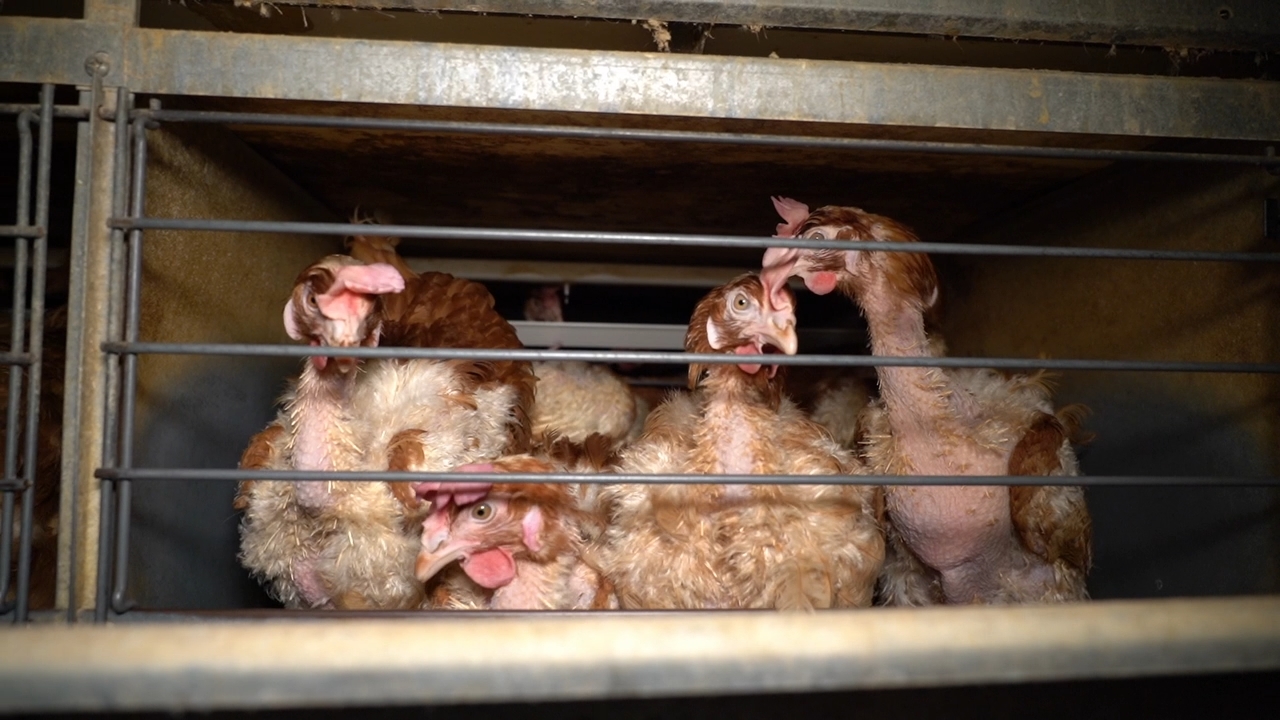 Battery Cage Photo 3 - Animal Cruelty