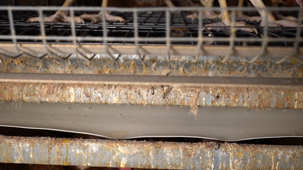 Battery Cage Photo 2 - Dirty